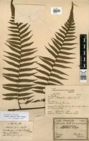 Cyathea glaziovii (Fée) Domin [family CYATHEACEAE]