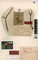 Syntype of Lueheopsis rosea (Ducke) Burret [family TILIACEAE]