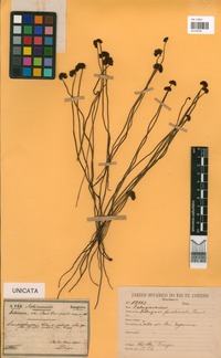 Schizaea pectinata (L.) Sw. [family SCHIZAEACEAE]