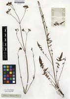 Filed as Valeriana capensis Thunb. [family VALERIANACEAE]