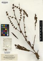 Isosyntype of Rumex steudelii Hochst. ex A.Rich. [family POLYGONACEAE]