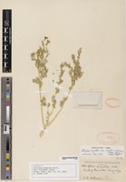 Isotype of Atriplex argentea var. hillmanii M.E. Jones [family AMARANTHACEAE]