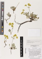 Isotype of Eriogonum umbellatum var. mohavense Reveal [family POLYGONACEAE]