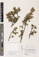 Isotype of Ceanothus prostratus f. albiflorus J.T. Howell [family RHAMNACEAE]