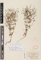 Isotype of Eriogonum angulosum var. patens Gand. [family POLYGONACEAE]