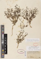 Isotype of Eriogonum angulosum var. pauciflorum Gand. [family POLYGONACEAE]