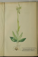 Ophrys aranifera var. flavescens MSch