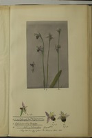 Ophyrs apifera