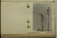 Ophrys aranifera x fuciflora