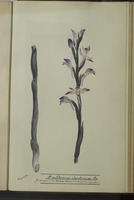 Limodorum abortivum Sw.