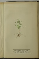 Chamaeorchis alpina Rich.