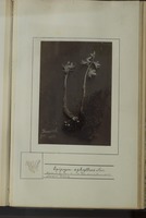 Epipogon aphyllus Sw.
