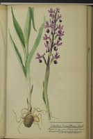 Franz Josepf Ruppert Original Drawings of German Orchids, Global Plants ...