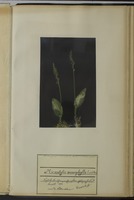 Microstylis monophylla Lindley