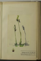 Ophrys apicula J. C. Schmidt