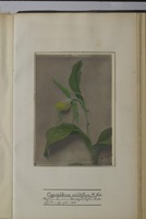 Cypripedium viridiflora M.Sch.