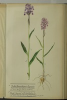 Dactylorhiza traunsteineri (Saut. ex Rchb.) Soó
