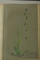 Ophrys araniferera x muscifera