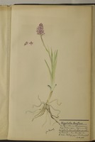 Nigritella heufleri