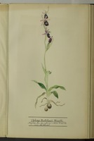 Ophrys bertolonii Moretti