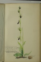 Ophrys araniferera x muscifera