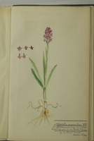 Nigritella suaveolens Vill.