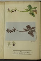 Ophrys bertolonii x aranifera