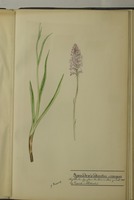Gymnadenia odoratiss. x conopea