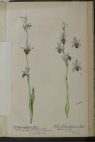 Ophrys apifera forma