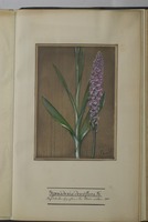 Gymnadenia densiflora Fr.