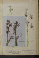 Ophrys apifera forma