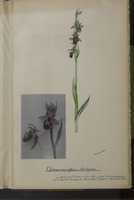 Ophrys aranifera x scolopax