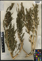 Holotype of Chenopodium succosum A. Nelson [family AMARANTHACEAE]