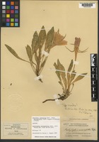 Isotype of Pachylophus macroglottis Rydb. [family ONAGRACEAE]