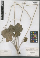 Isotype of Heuchera wootonii Rydb. [family SAXIFRAGACEAE]