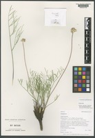 Paratype of Cymopterus spellenbergii R. L. Hartm. & J. E. Larson [family APIACEAE]