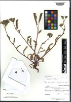 Isotype of Phacelia crenulata Torr. in Wats. var. angustifolia N. D. Atwood [family BORAGINACEAE]