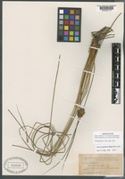 Isosyntype of Juncus effusus L. var. bruneus Engelmann [family JUNCACEAE]