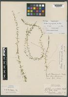 Paratype of Elodea longivaginata H.St. John [family HYDROCHARITACEAE]