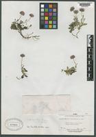 Holotype of Erigeron denalii A. Nelson [family ASTERACEAE]
