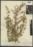 Paratype of Rorippa terrestris A. Nelson var. globosa A. Nelson [family BRASSICACEAE]
