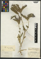 Holotype of Phacelia corrugata A. Nelson [family BORAGINACEAE]