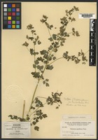 Isotype of Thalictrum sparsiflorum Turcz. ex Fisch. & C. A. Mey. var. saximontanum B. Boivin [family RANUNCULACEAE]