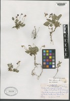 Type? of Viola adunca Sm. ssp. violissima M. S. Baker [family VIOLACEAE]
