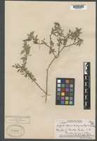 Isotype of Hedyotis degeneri Fosberg var. degeneri Fosberg [family RUBIACEAE]