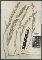 Holotype of Artemisia ludoviciana Nutt. var. integrifolia A. Nelson [family ASTERACEAE]