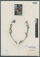 Isotype of Erigeron incanescens Rydb. [family ASTERACEAE]