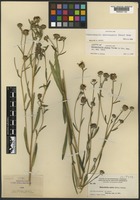 Isolectotype of Helianthella scabra Payson [family ASTERACEAE]
