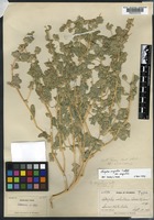 Holotype of Atriplex volutans A. Nelson [family AMARANTHACEAE]