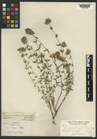 Isotype of Monardella parvifolia Greene [family LAMIACEAE]